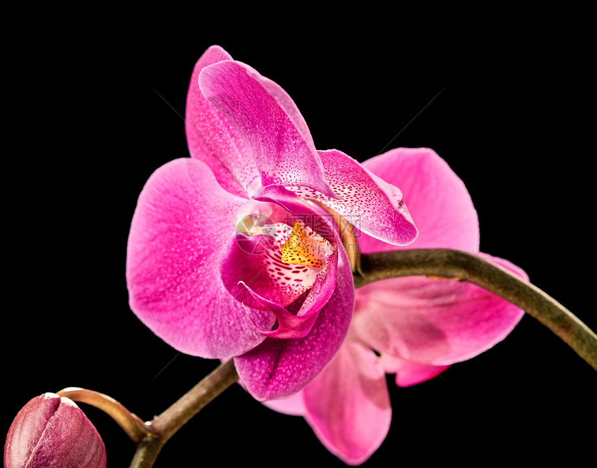 黑色的粉红兰花粉色红色异国热带紫色花瓣宏观脆弱性植物美丽图片