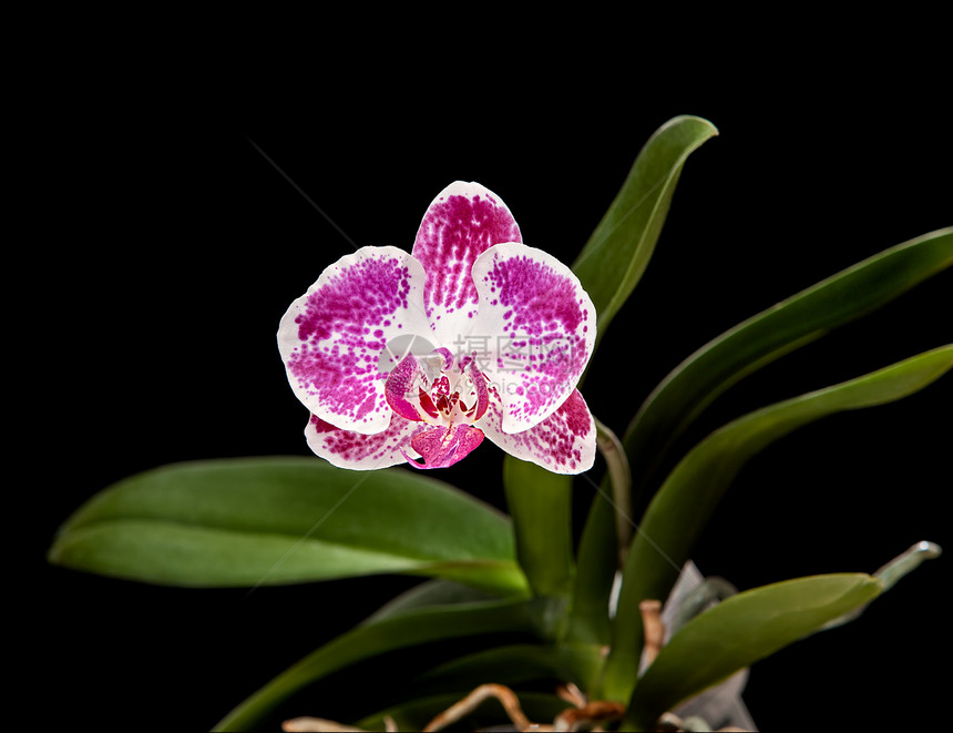 粉红和白兰花热带紫色花瓣温泉美丽绿色植物学兰花框架宏观图片