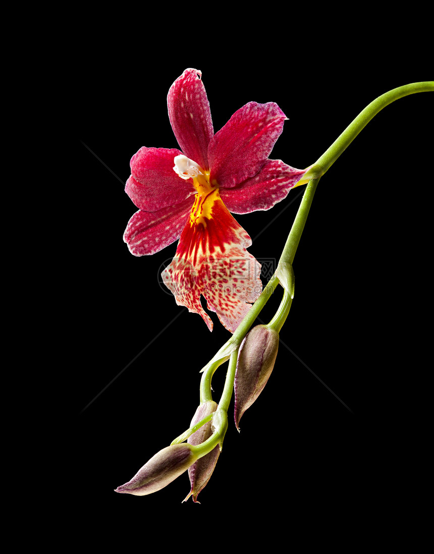 兰花植物热带黑色红色紫色白色花瓣杂交种美丽蝴蝶图片