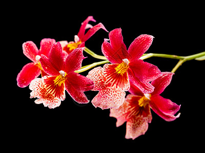 兰花蝴蝶紫色红色杂交种花瓣植物粉色白色宏观脆弱性高清图片