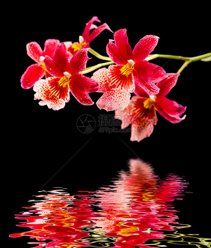兰花和水的反射黑色白色宏观杂交种脆弱性框架紫色植物粉色红色图片