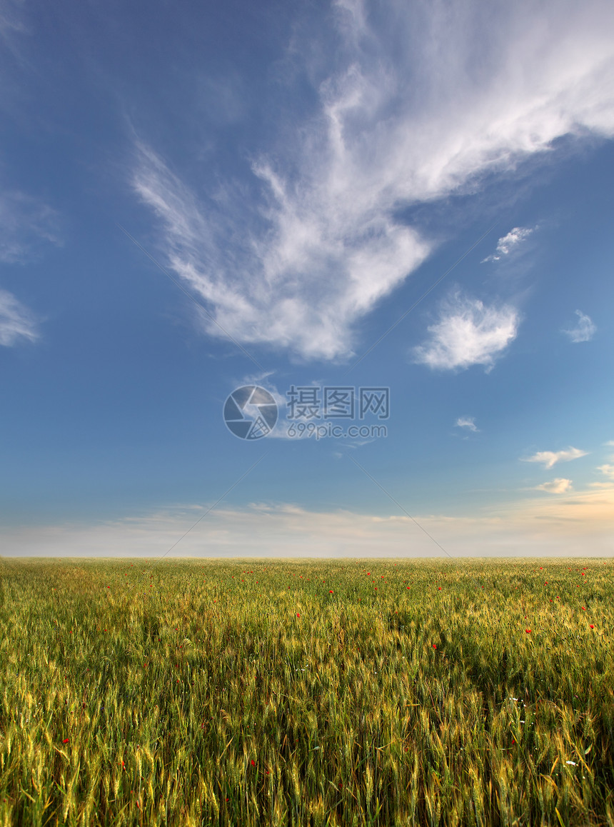 小麦田和蓝天空谷物生长地平线草地农场阳光植物天气风景土地图片
