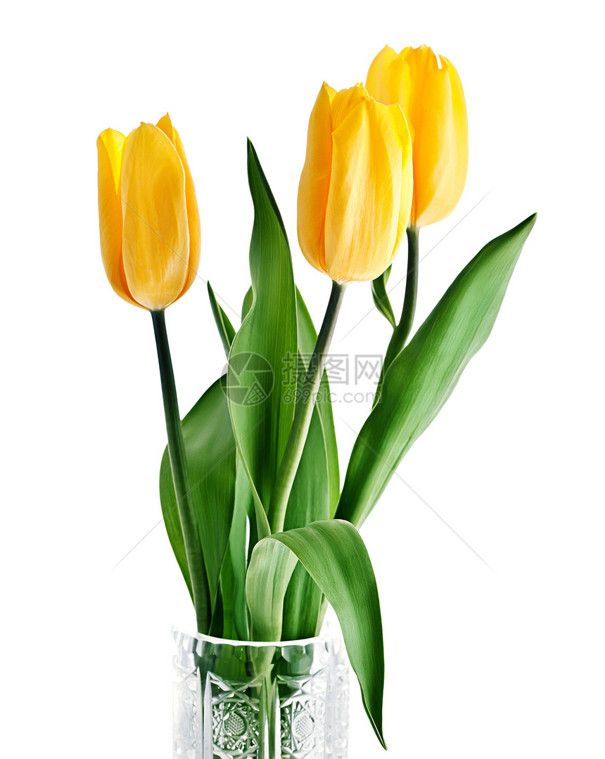 黄色郁金香花瓣团体植物礼物花瓶花束水平绿色季节白色图片