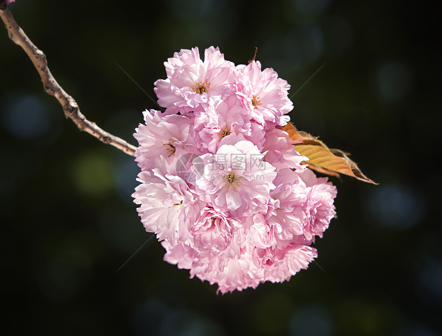 樱花 樱花枝晴天柔软度植物群果园植物压痛花瓣褪色季节园艺图片