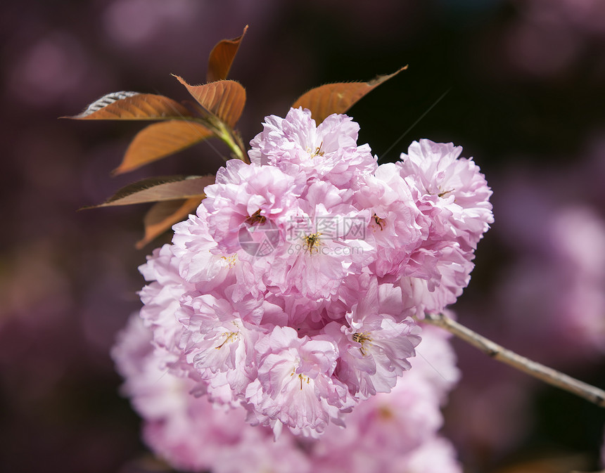 樱花 樱花枝花园植物季节褪色果园园艺柔软度压痛晴天植物群图片