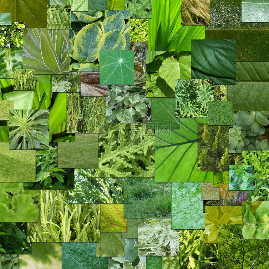 绿色自然树木蕨类纹理叶子正方形瓷砖马赛克植物树叶图片