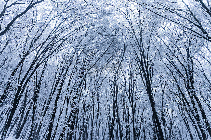 冬季森林蓝色冻结风暴土地薄片爬坡树干薄雾树木雪片图片