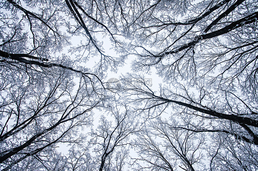 冬季森林地面天空童话爬坡风暴树干魔法树木冻结世界图片