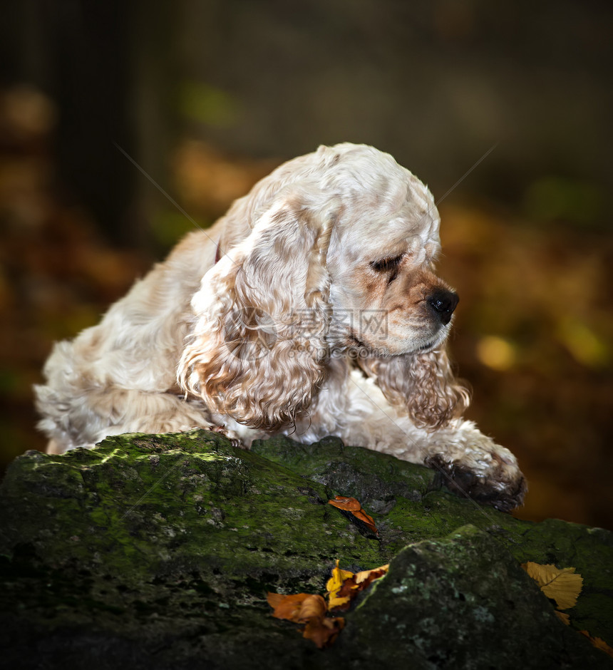 美国斯科式Spaniel哺乳动物幸福小狗动物猎犬宠物毛皮石头图片