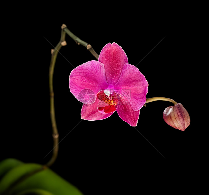 粉红色兰花美丽脆弱性植物学宏观粉色花瓣植物紫色红色热带图片
