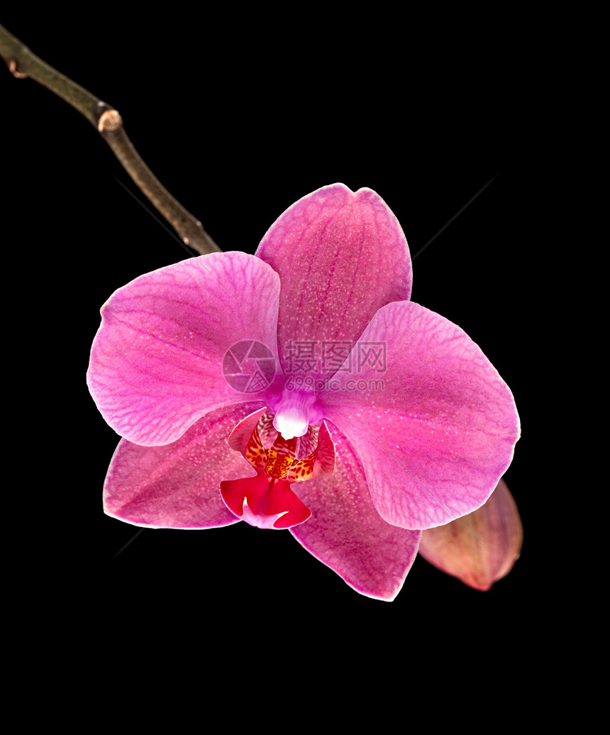粉红色兰花红色热带脆弱性美丽粉色植物紫色异国花瓣黑色图片