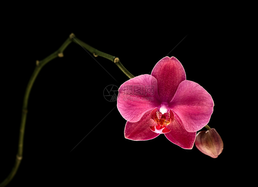 粉红色兰花红色紫色美丽粉色宏观热带情调植物异国植物学图片