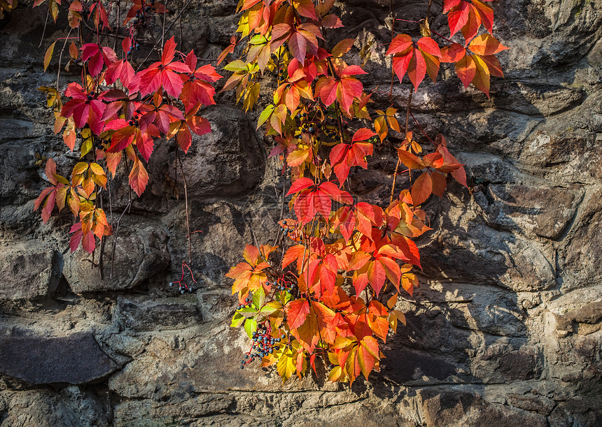 秋季背景公园季节植物爬山虎饱和环境树叶荒野栅栏爬行者图片