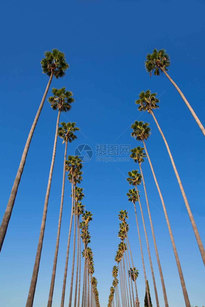 洛杉矶棕榈树 在加州典型的一排情调海洋旅行热带天堂异国天空长廊假期海滩图片