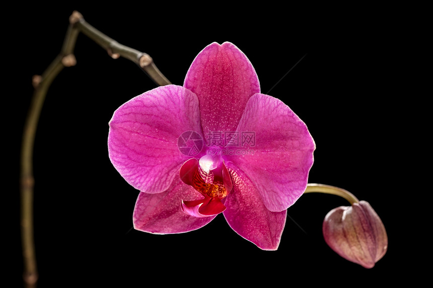 粉红色兰花热带美丽植物异国花瓣黑色宏观脆弱性植物学粉色图片