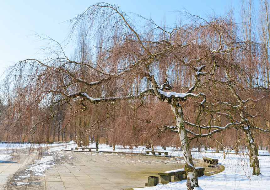温冬公园和树枝 又回到蓝色的天空图片