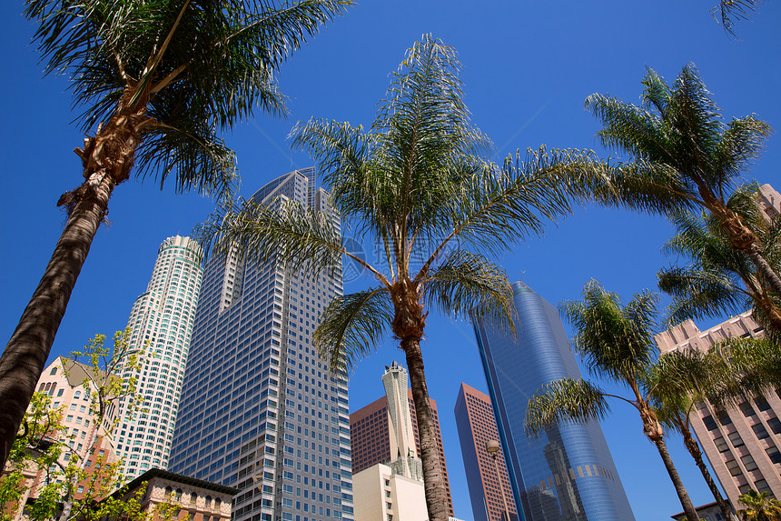 LA 洛杉矶市中心Pershing广场棕榈树天际蓝色城市摩天大楼商业高楼棕榈建筑学旅行建筑物图片