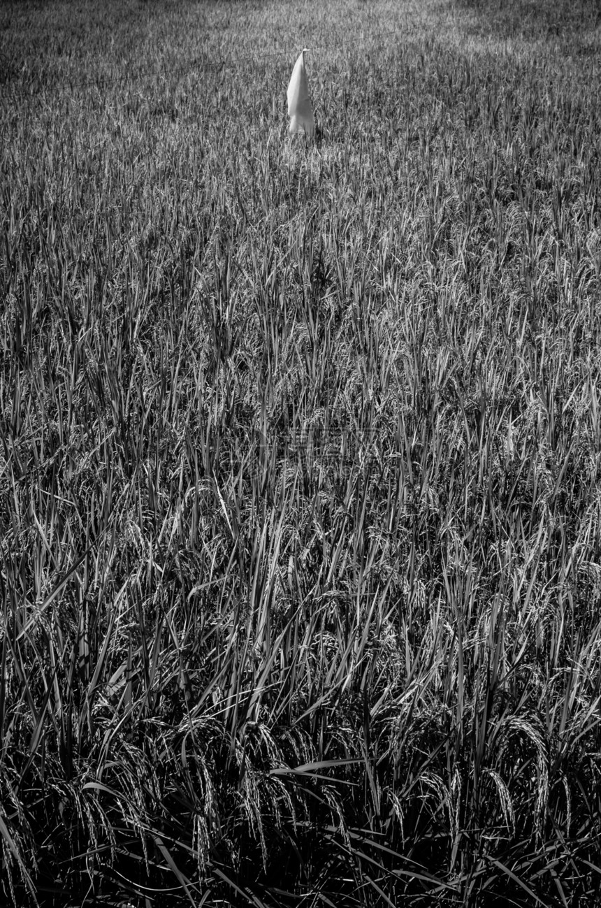 黑白稻田食物谷物乡村种子绿色生长场地风景农场粮食图片