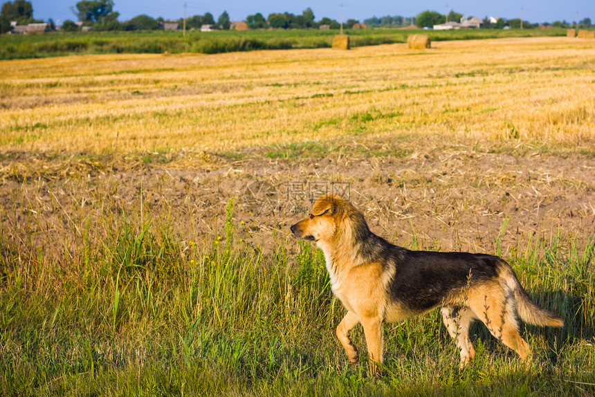 棕色狗晴天草地场地黑色宠物动物绿色黄色阳光农村图片