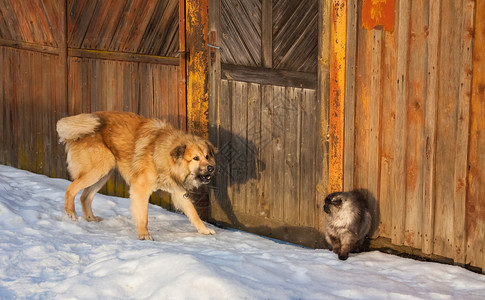 猫和狗打架栅栏大雪红色阴影小猫背景图片