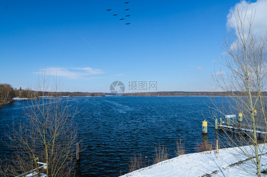 渡过冬季湖或有雪海岸的河流的飞鸟图片