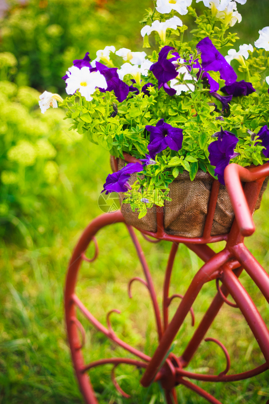 花园中装饰性自行车花朵场地叶子牵牛花风格草药植物群蓝色花坛园艺图片