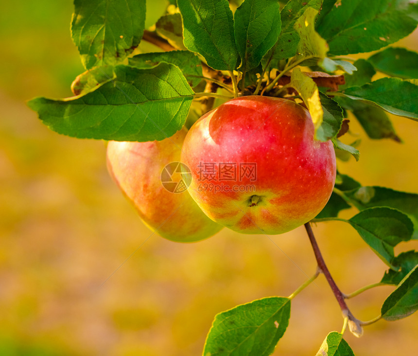 树枝上成堆的红苹果 准备收割图片