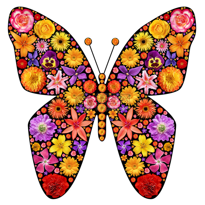 花蝴蝶剪影黄色红色翅膀艺术绘画粉色植物插图曲线绿色图片