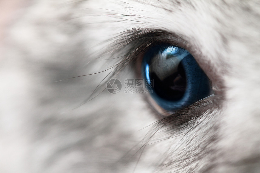 兔子眼蓝色哺乳动物毛皮野兔宠物眼睛宏观耳朵小动物动物图片