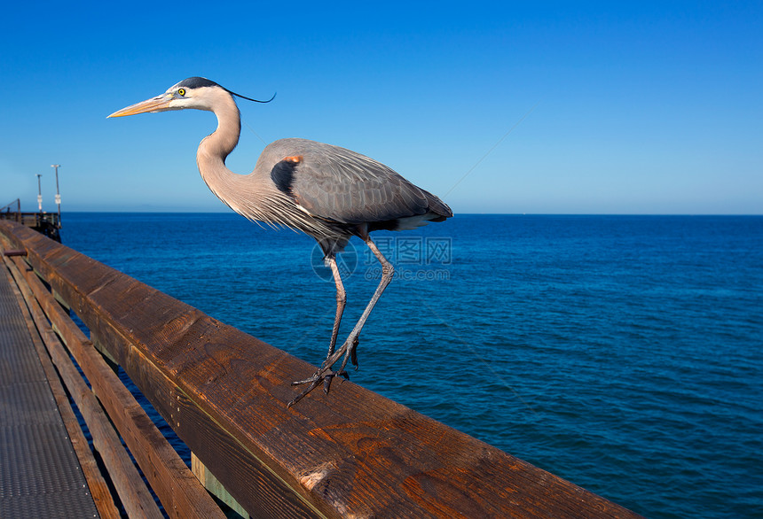 加州新港码头蓝海隆阿迪亚松树太阳地标波浪海滩海洋蓝色鸟类荒野冲浪海景图片