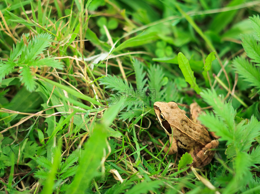 青蛙在草地中草原热带绿色蟾蜍环境眼睛芦苇动物群野生动物荒野图片