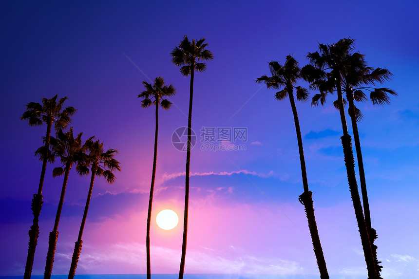 加利福尼亚州棕榈树高棕榈树 日落的天花月球背景美国图片