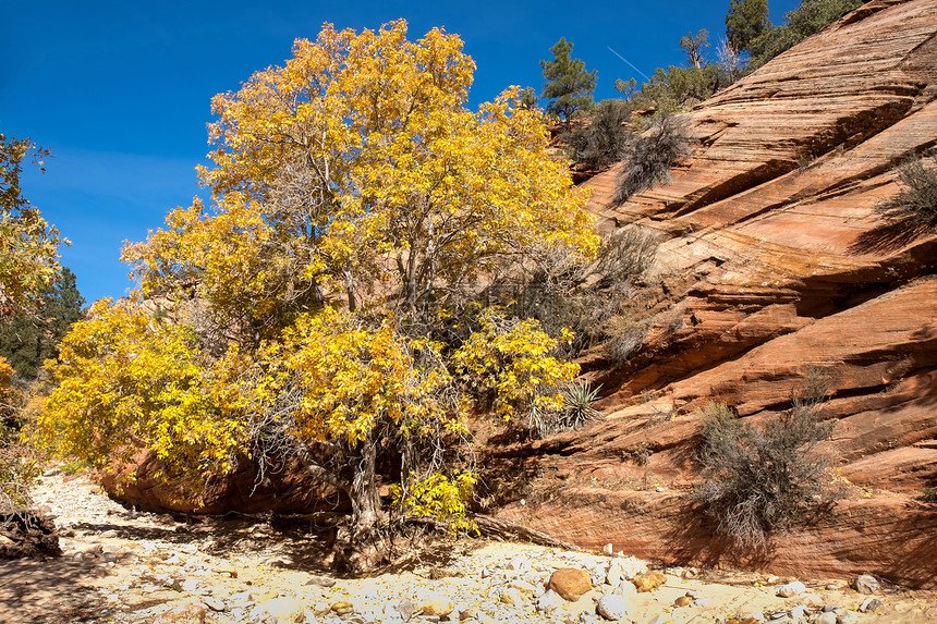 黄黄树编队峡谷山脉游客力量砂岩吸引力风景森林石头图片