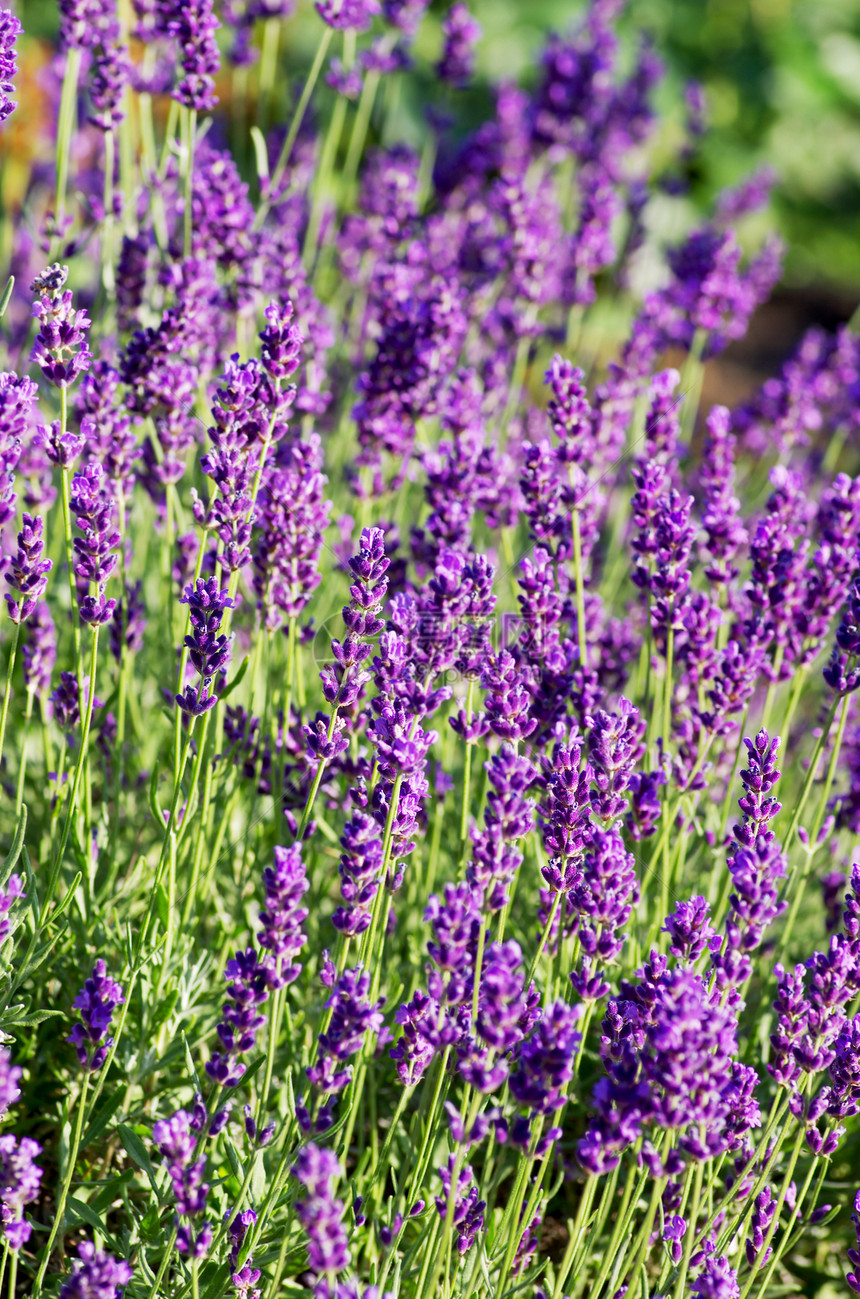 芳香植物的草原风景图景环境橙子公园农村国家叶子紫色蓝色农场花园图片