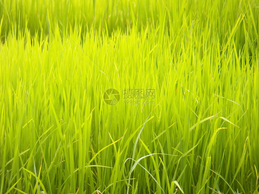 稻芽农作物草原谷物农学家植物草地农业绿色生长食物图片