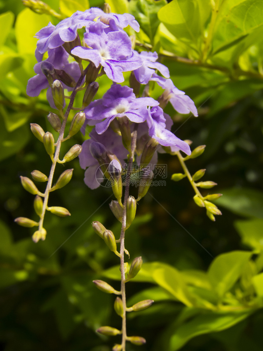 杜兰塔竖立L花 金露花热带植物装潢报复勃起赃物植物群露珠天花叶子图片