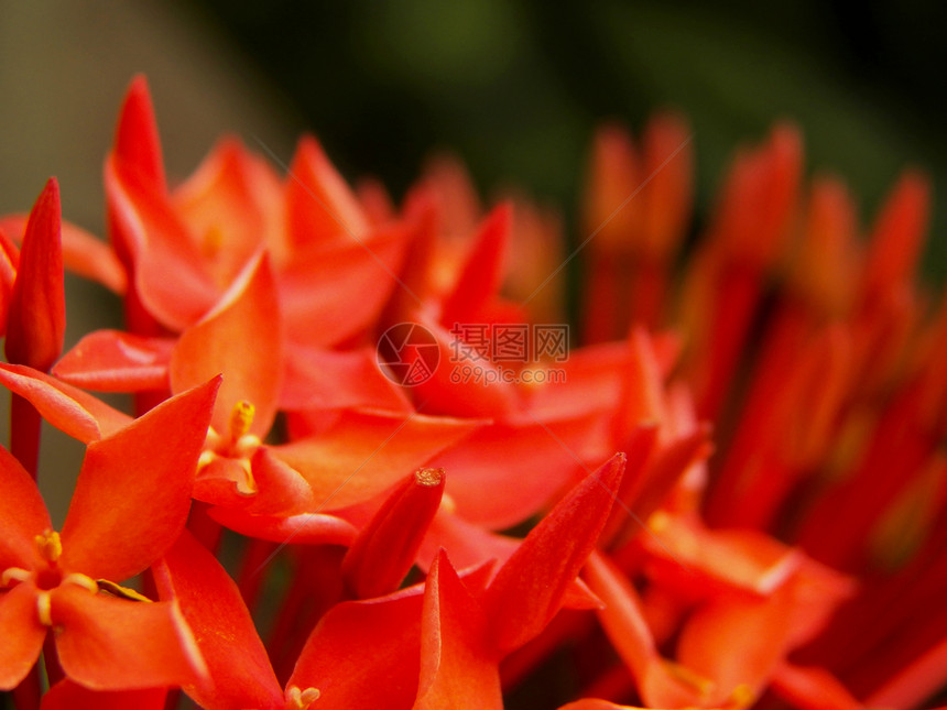 红色的花朵仙丹灌木植物衬套花园平底锅植被橙子树木热带图片