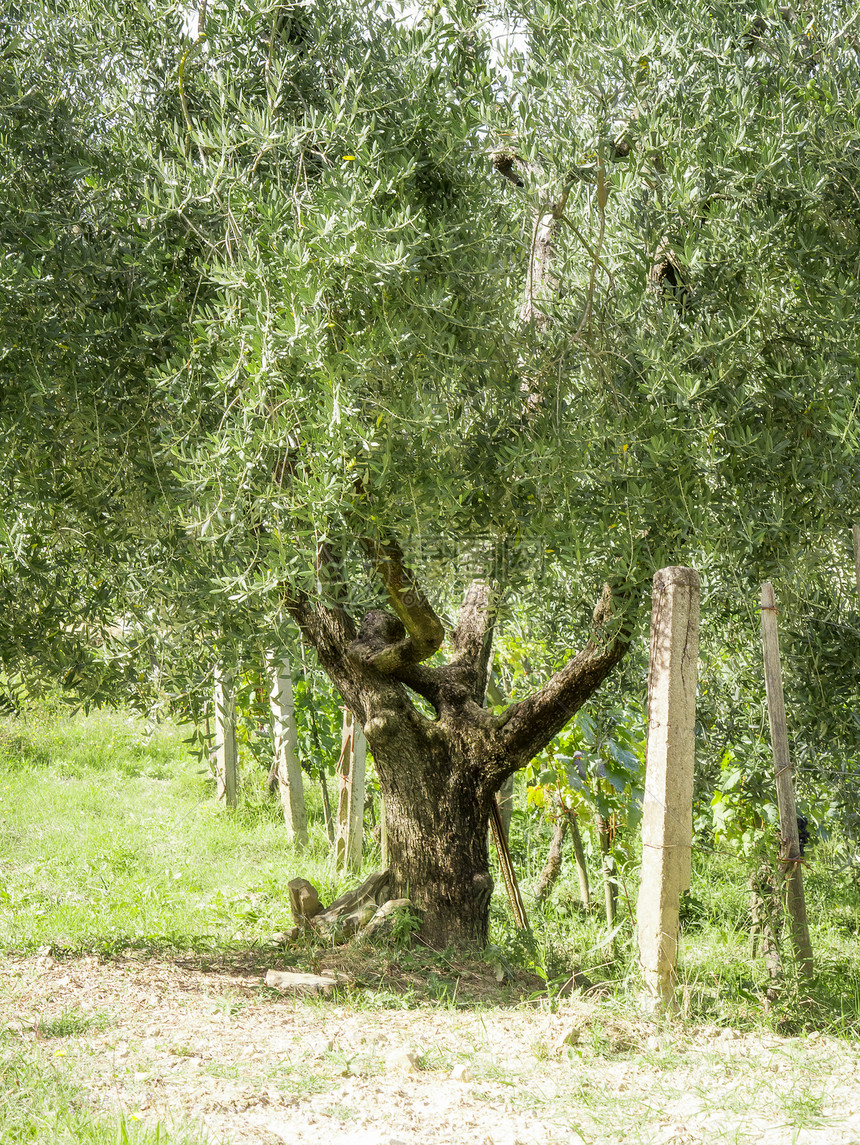 橄榄树树叶风景农村蓝色食物农场场地农业植物传统图片