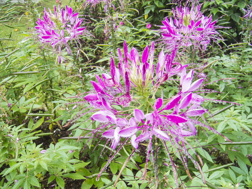 克莱梅花或蜘蛛花清洁剂蜘蛛植物园艺处女膜紫色花瓣生长花园叶子图片