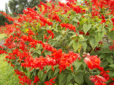 芨芨草(颗粒 热带仙子)背景