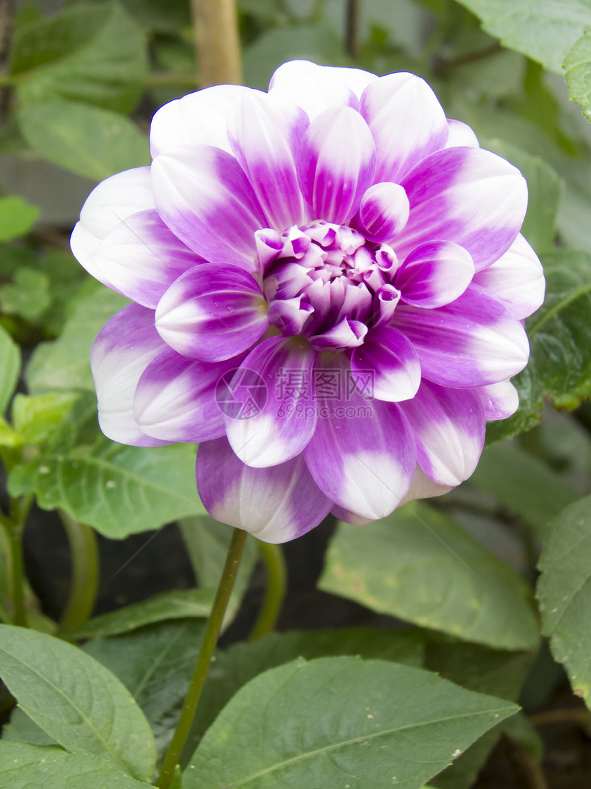 达利亚花朵生物学星科花瓣园艺植物群宏观花坛紫色叶子公园图片