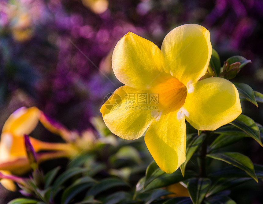阿拉曼达 美丽的黄花朵装潢叶子紫色灌木花园礼物金黄色植物群植物泻药图片