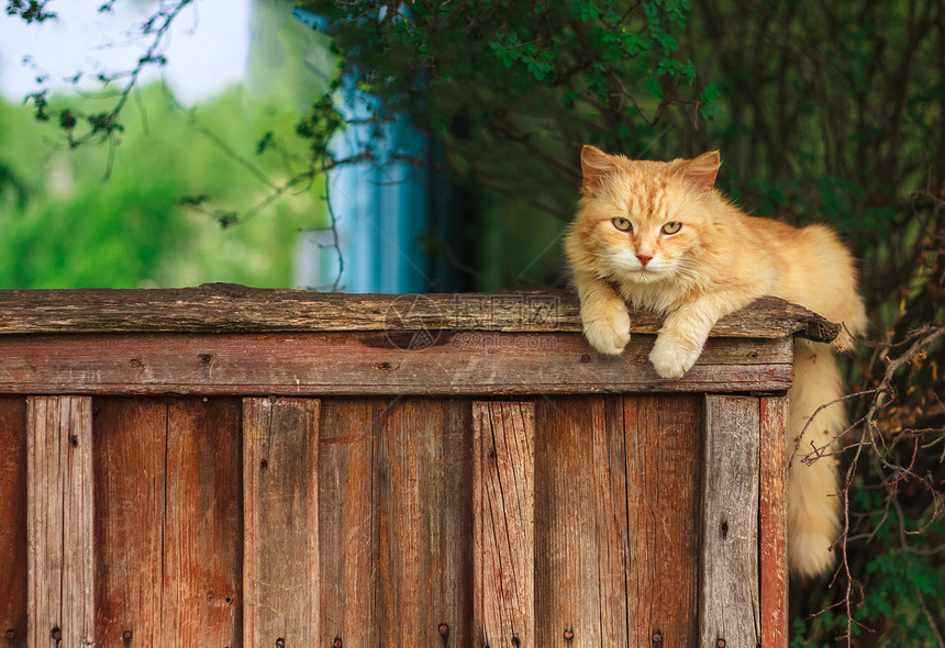 红猫坐在栅栏上说谎猫科动物花园红色小猫橙子孤独国家宠物哺乳动物图片