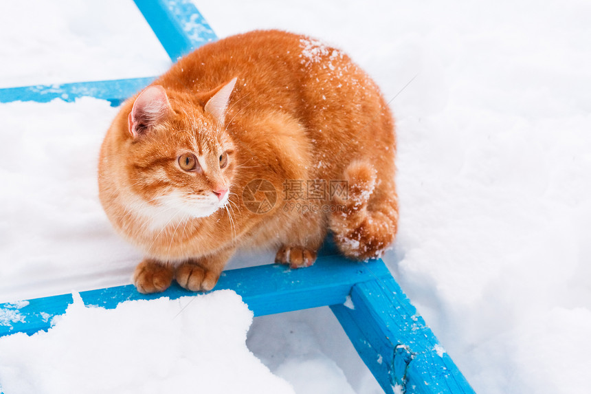 红猫在雪中漫步动物猫咪毛皮红色条纹小猫宠物猫科好奇心雪堆图片