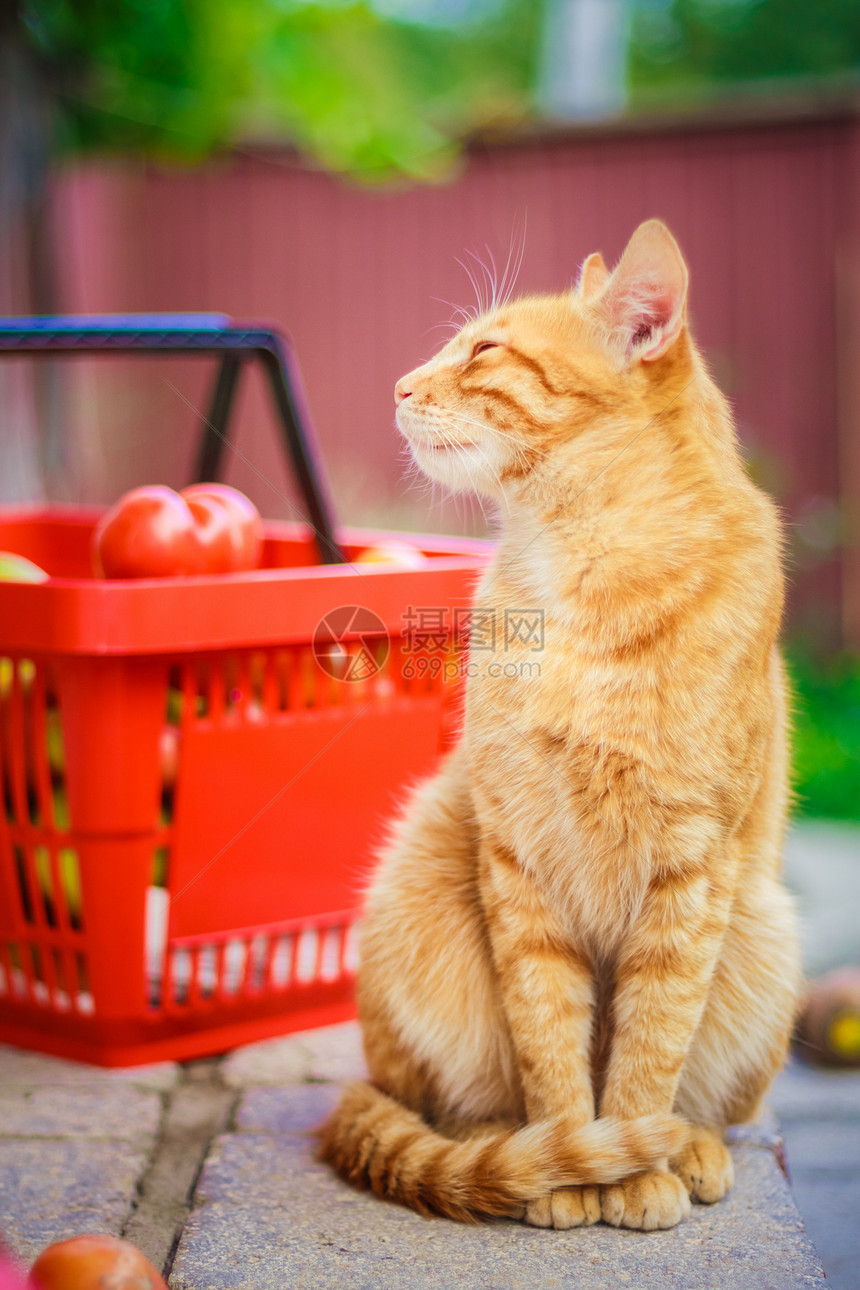 红毛小猫 鲜番茄植物篮子食物绿色橙子红色动物花园团体白色图片