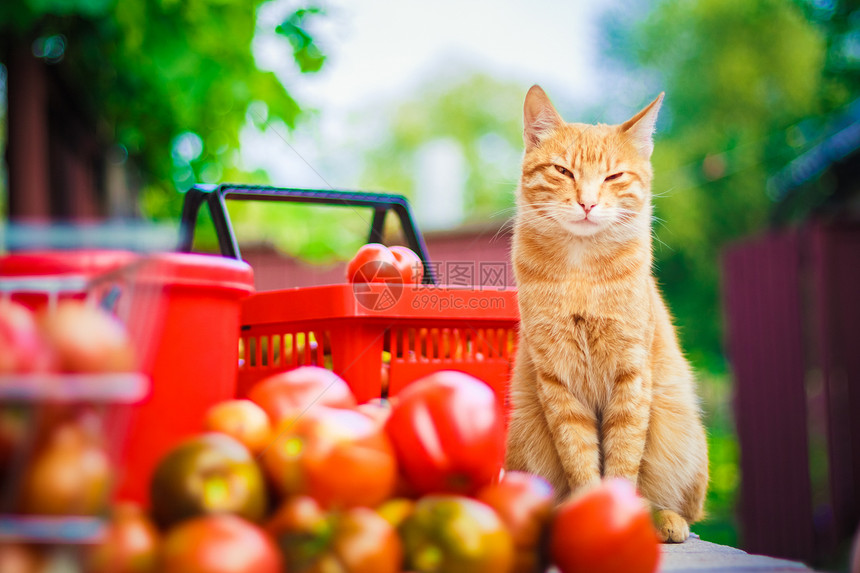 红毛小猫 鲜番茄绿色动物水平团体红色黄色蔬菜花园食物白色图片