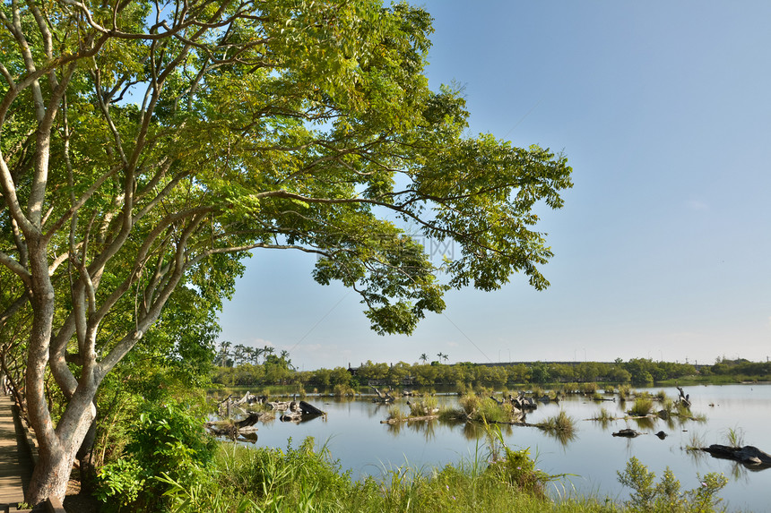 湖湖景观森林文化花园旅游蓝色林业生育力日志吸引力池塘图片