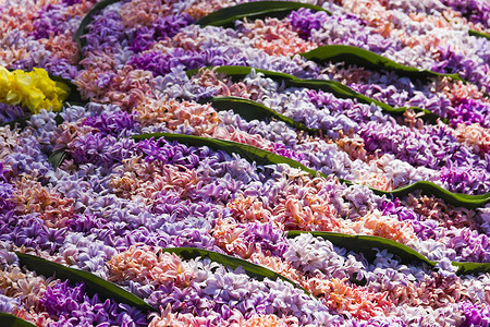 粉红花纹的背景背景晴天植物群植物团体灯泡节日紫色旅游花园园艺背景图片