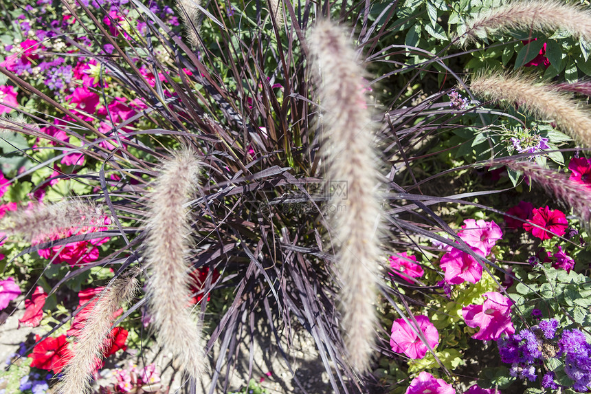 有各种各样的花的美丽的五颜六色的花园植物群园林花坛红色绿化生长紫色黄色植物学植物图片