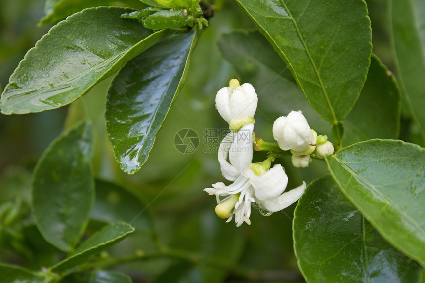 树上有石灰绿色食物商品种植园水果农场花园热带植物农业图片